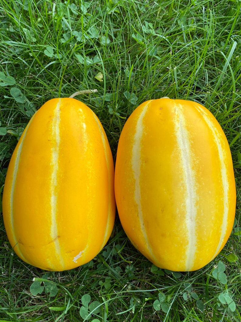 Korean Melon Ginkaku Hybrid Seeds 10 Seeds Etsy