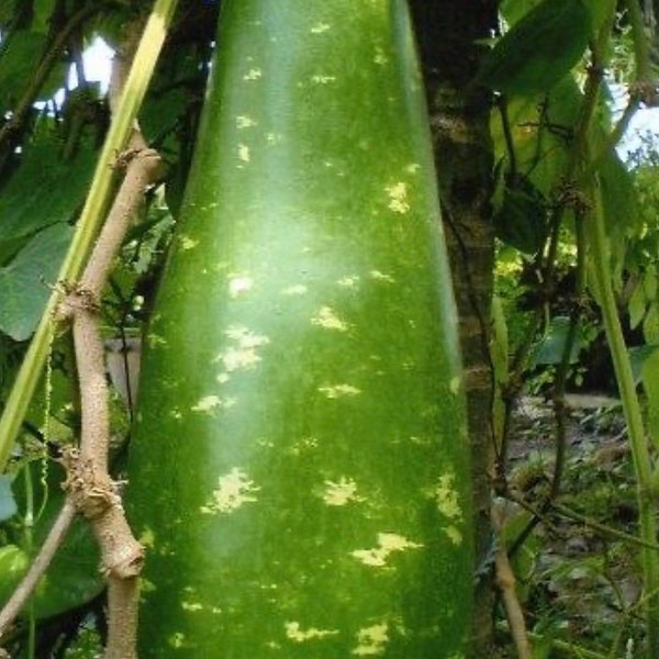 Bottle Gourd Nam Tao Yai Seeds (Asian vegetable)