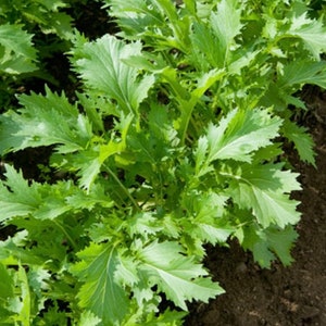 Mizuna Japanese Mustard Green Seeds - Herb Seeds