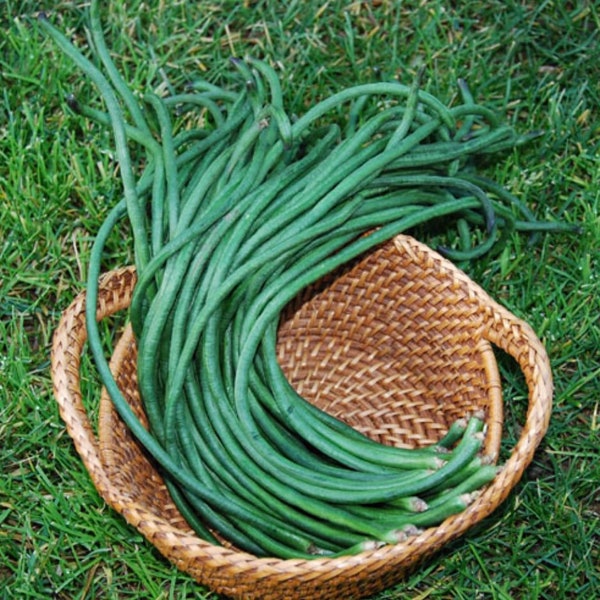 Yard Long Bean Extra Long Seeds, 2-3 feets