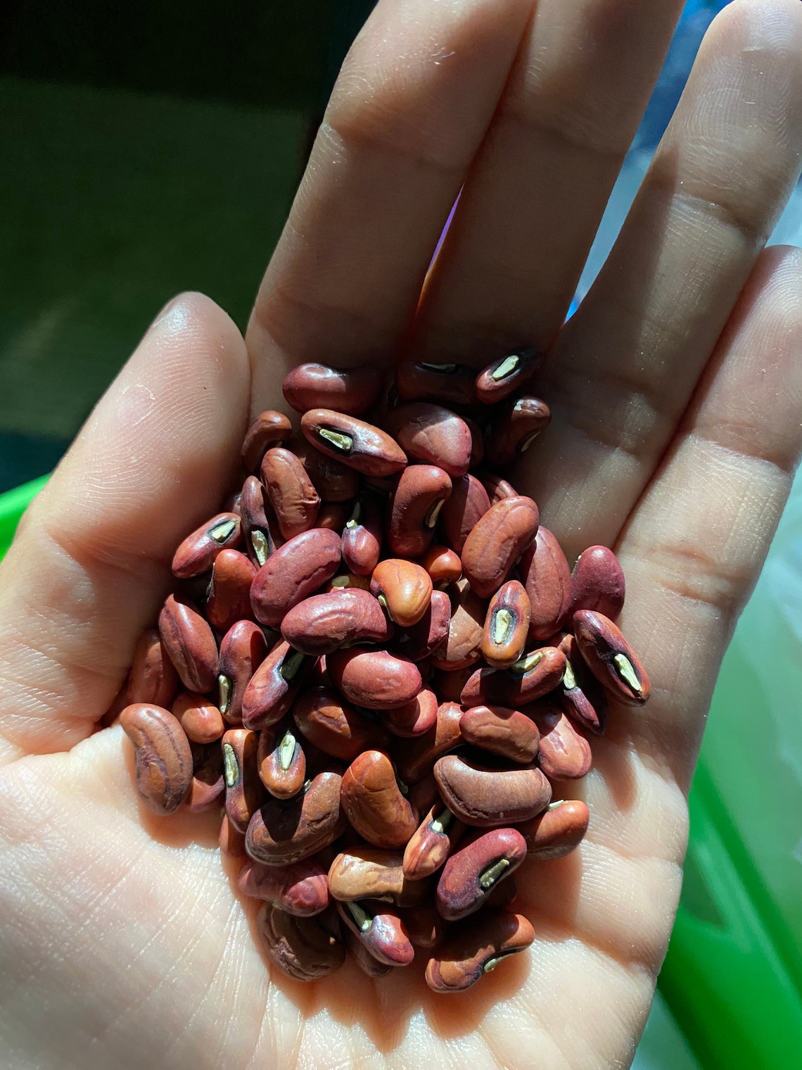 Yard Long Bean Red Noodle Seeds Etsy
