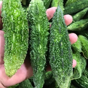 Indian Bitter Melon Seed