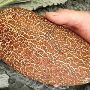 Sikkim Cucumber Seeds (10+ Seeds)