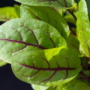 Red Veined Sorrel Seed (100+ Seeds)