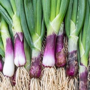 Onion Red Beard Bunching Seeds