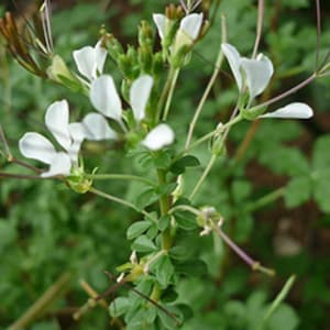 Thai Cleome Seed - Wild Spider Flower - Asia Vegetable