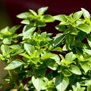 Basil Spicy Globe Herb Seeds (100+ Seeds)