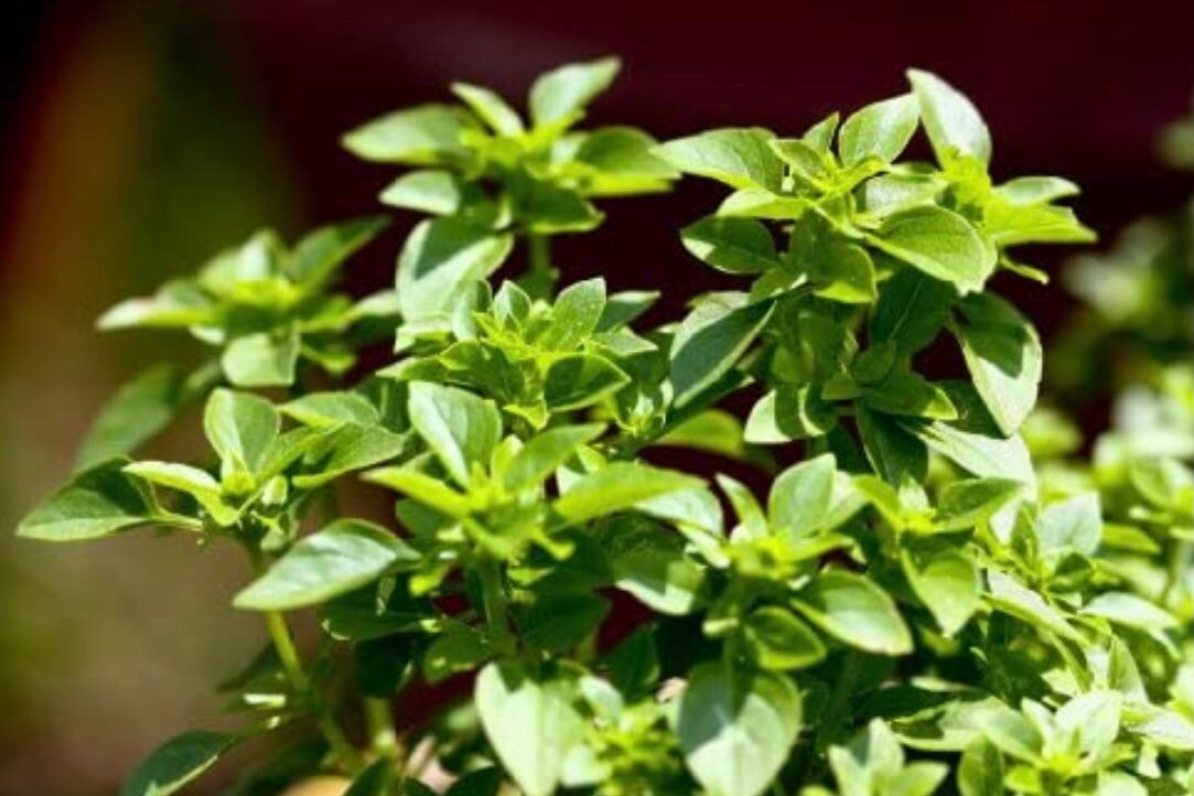 Basil Spicy Globe Herb Seeds 100 Seeds Etsy