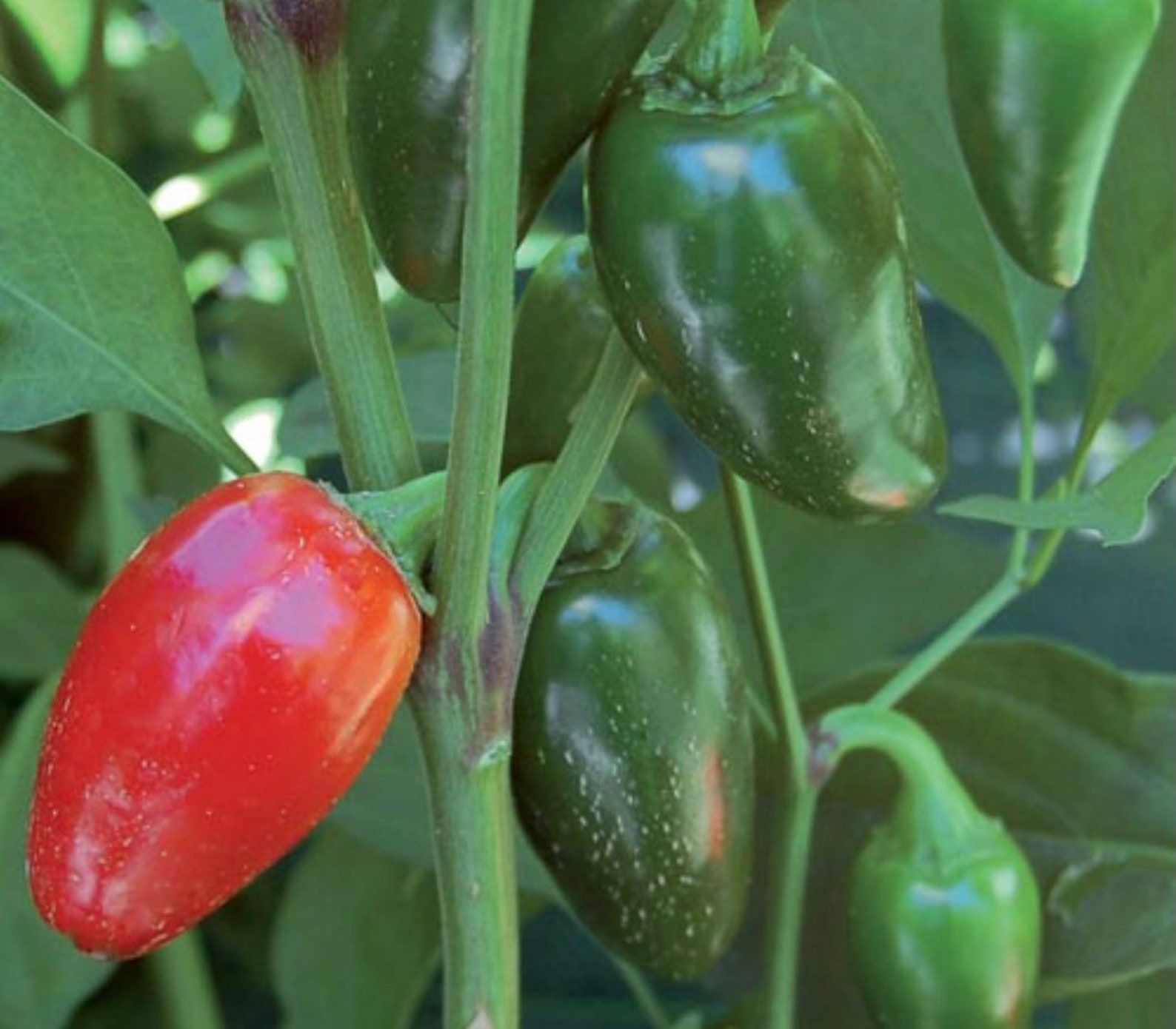 Jalapeno M Hot Pepper Seeds Etsy