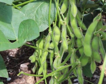 Chiba Green Soybean Seed - (Grown Certified Organic)