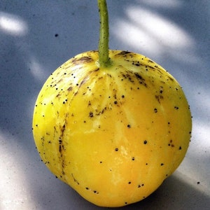 Lamon Cucumber Seeds