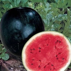 Black Diamond Watermelon Seeds