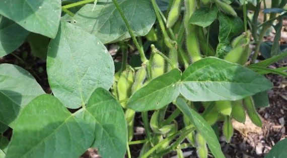 Chiba Green Soybean Seed Grown Certified Organic