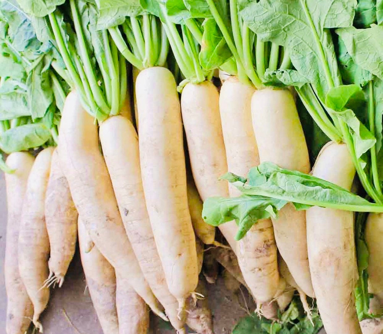 Daikon Radish Seeds Etsy