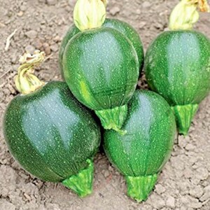 Round Zucchini Summer Squash Seeds