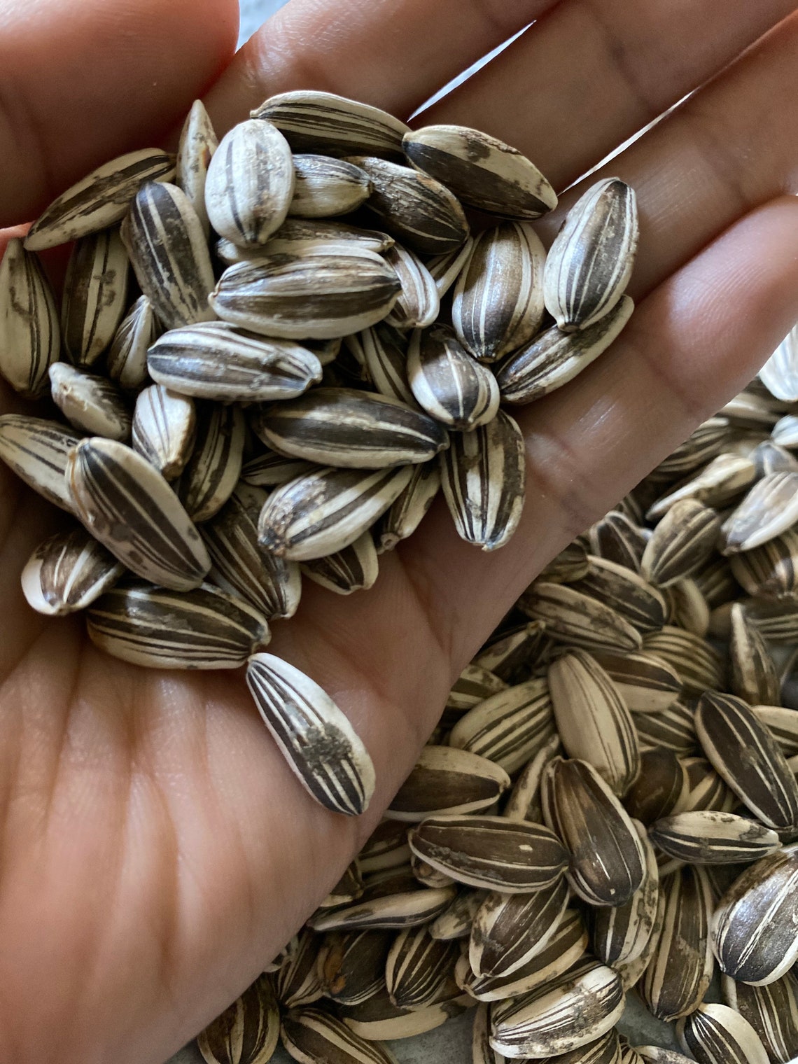 Salt N Roast Sunflower Seeds 10 Seeds Etsy