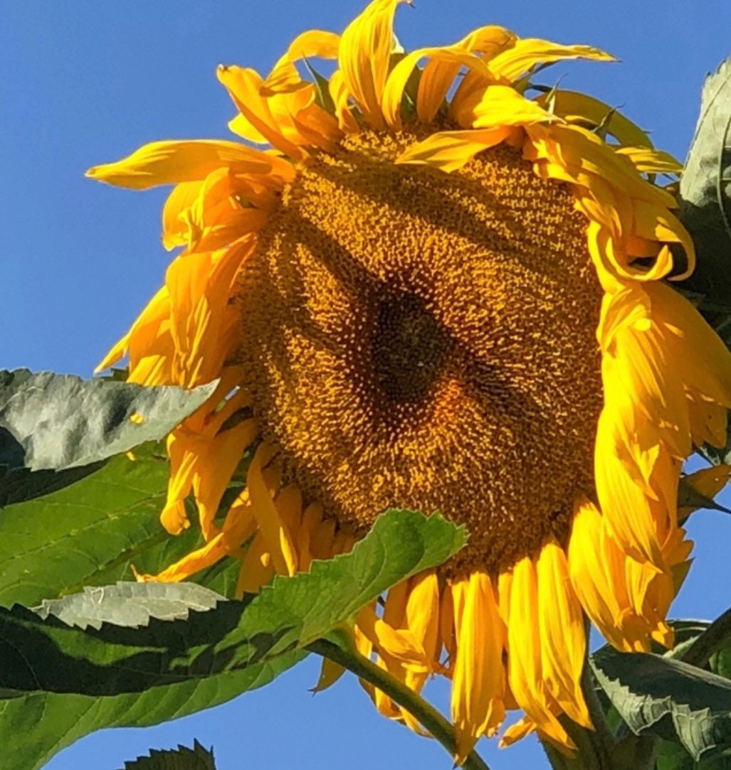 Helianthus giganteus