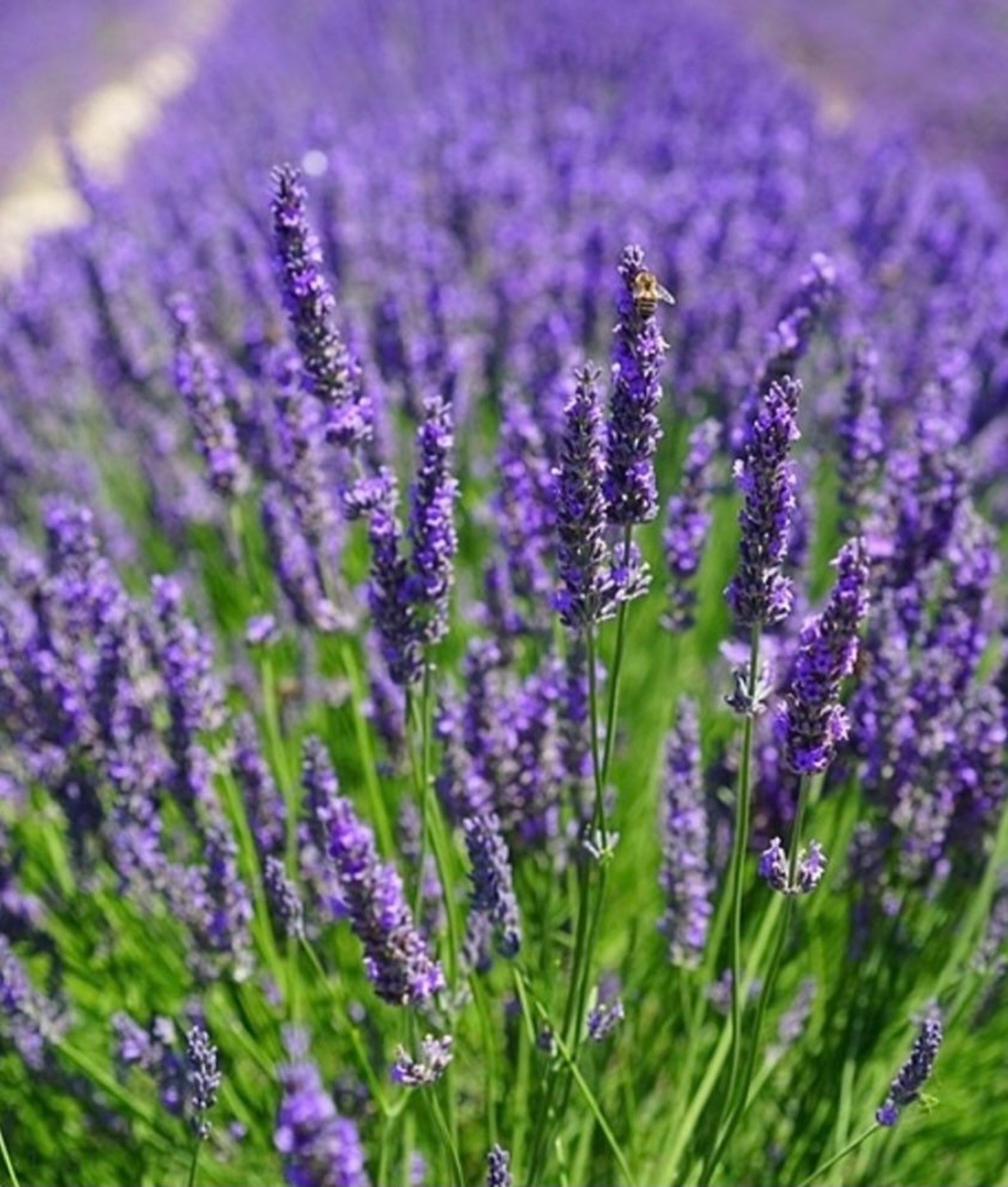 Common English Lavender Seeds 100 Seeds Etsy