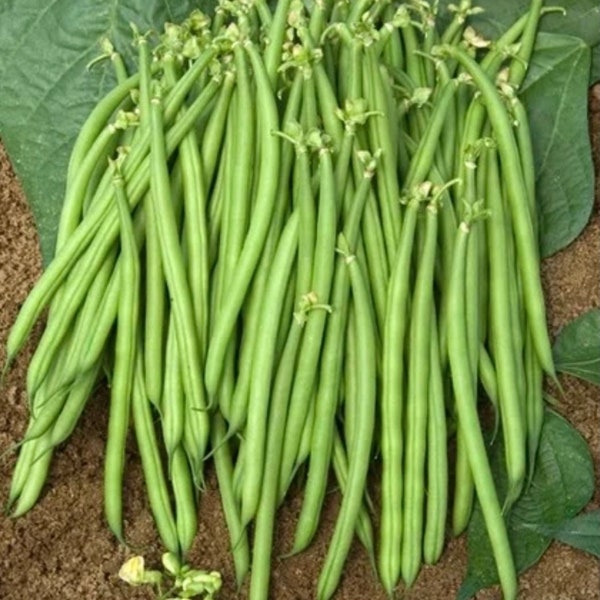 Jade Bean Seeds