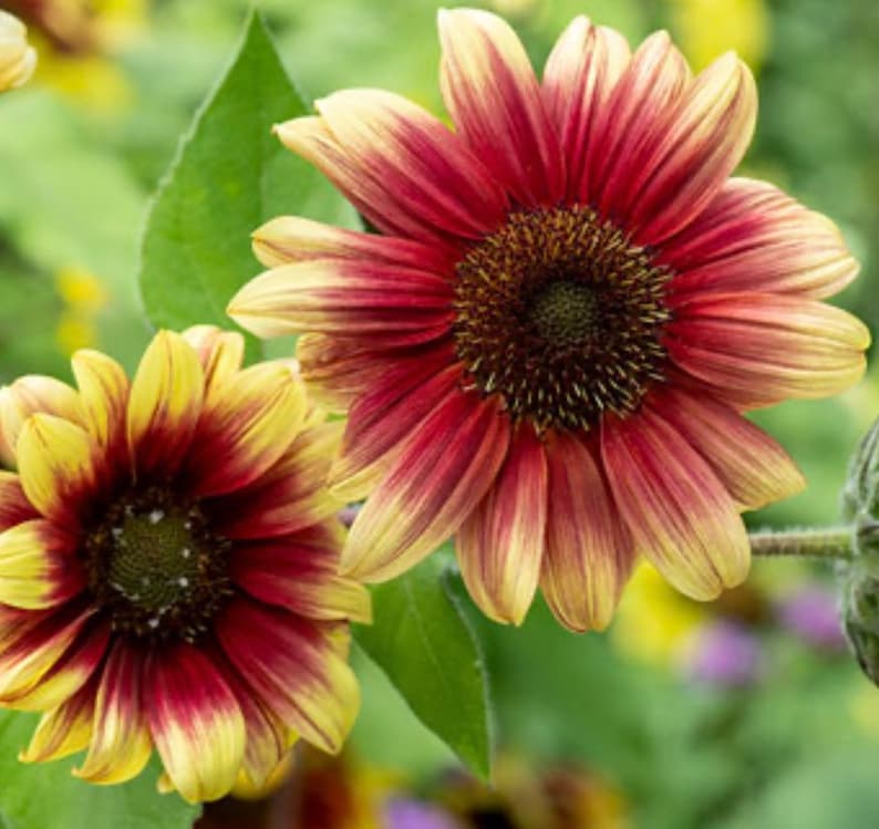 Ruby Eclipse Sunflower Seeds 15 Seeds - Etsy