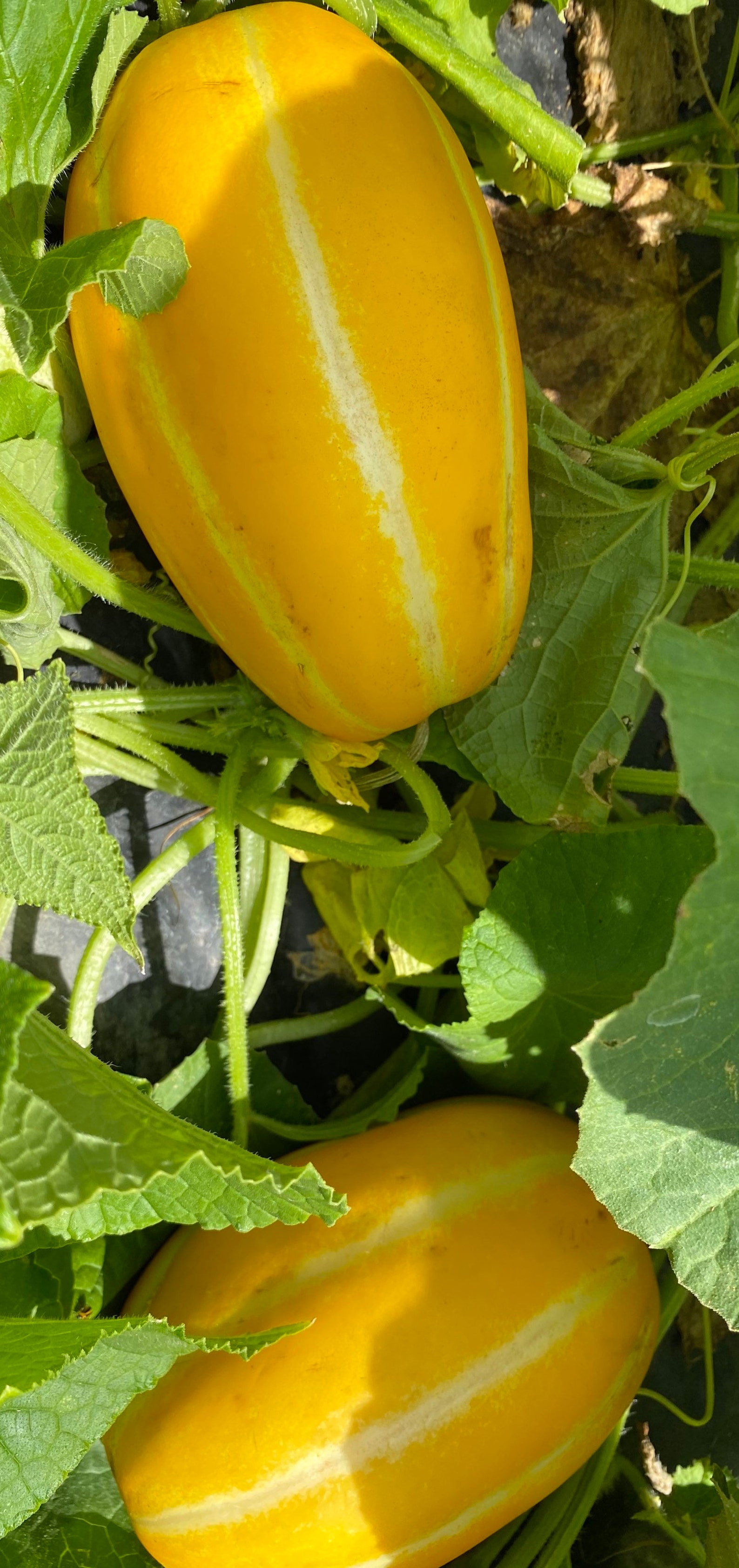 Korean Melon Ginkaku Hybrid Seeds 10 Seeds Etsy