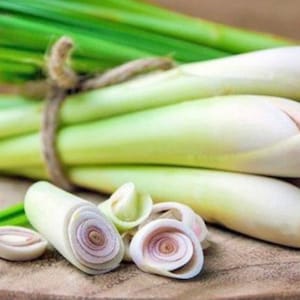 Lemon Grass Seeds (100+ Seeds) Non- GMO