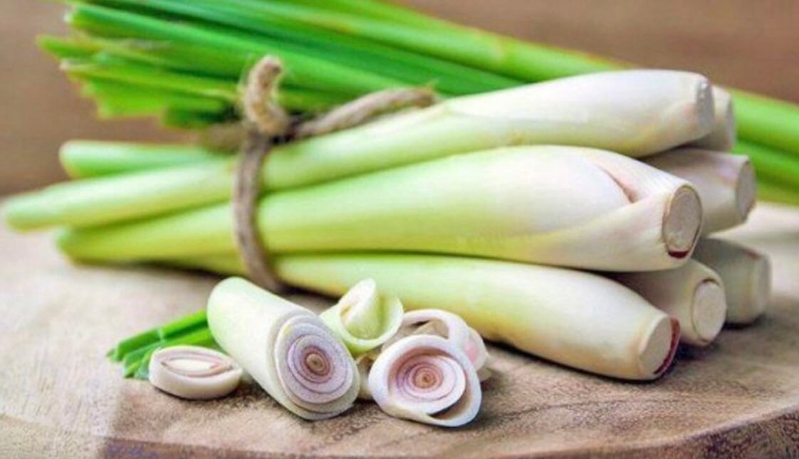 Lemon Grass Seeds 100 Seeds Non GMO Etsy