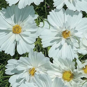 Cosmos Psycho White Seeds (50+ Seeds)