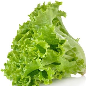Thai Green Leaf Lettuce Seed