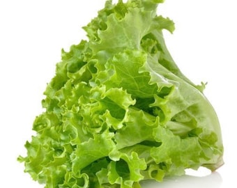 Thai Green Leaf Lettuce Seed