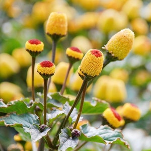 Paracress Herb Seeds (100+ Seeds)
