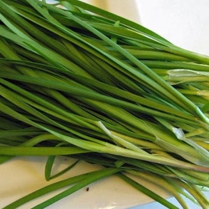 Chinese Leek/Garlic Chive Nira Seed