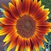 see more listings in the Sunflower/ Flower  section