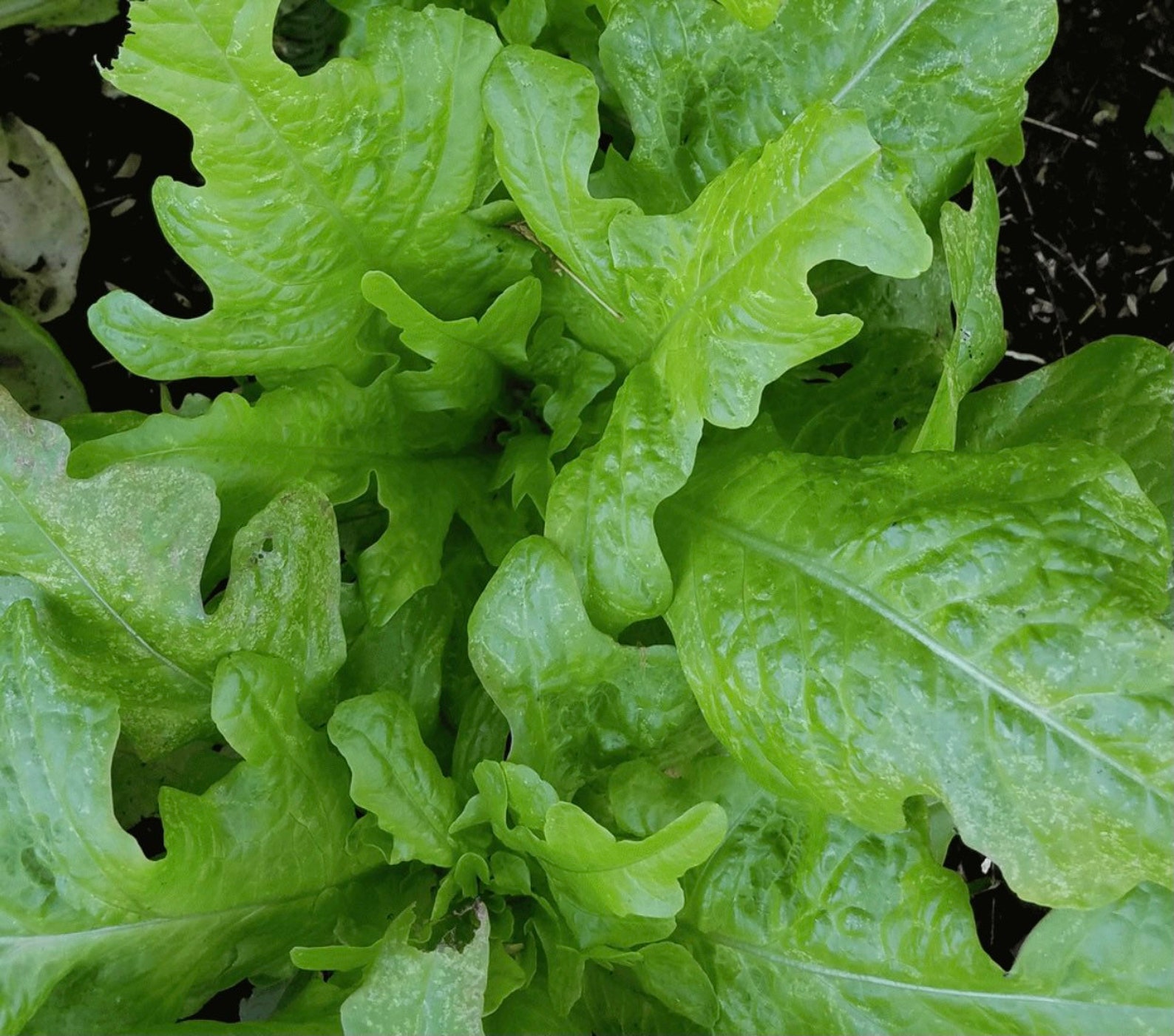 Royal Oakleaf Lettuce Seeds 100 Seeds Etsy