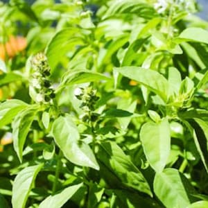Lemon basil herb  Seeds