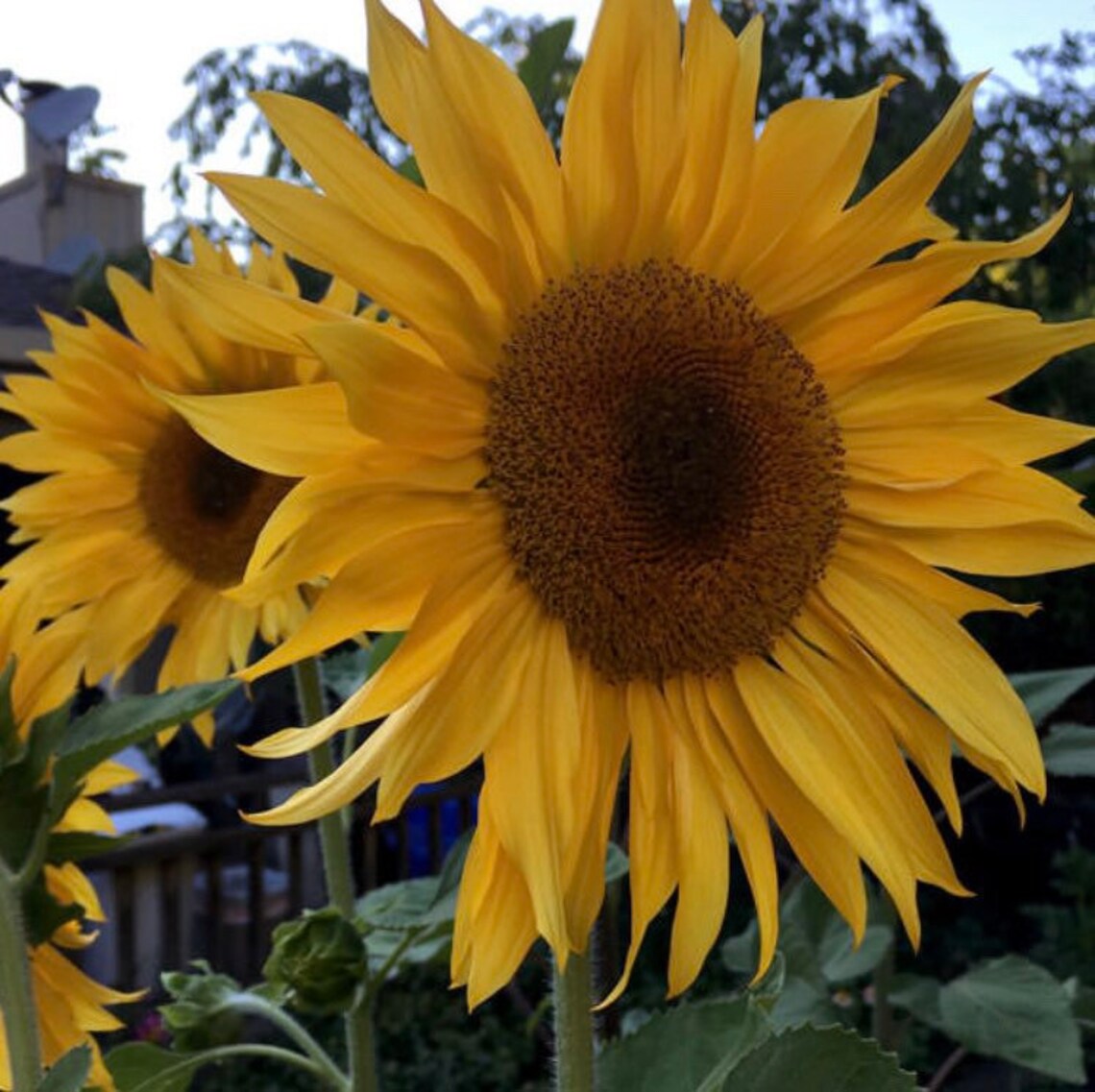 Apricot Daisy Sunflower Seeds 15 Seeds Etsy