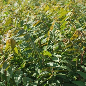 Chinese Toon North Red Seeds