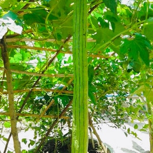 Edible Gourd Smooth Extra Long Luffa Seeds