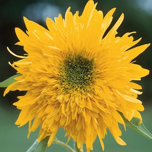 May include: A close-up of a fully bloomed yellow sunflower with a dense, layered petal structure. The center of the flower is a vibrant green, and the petals are a bright, sunny yellow. The flower is in full bloom, showcasing its intricate details.