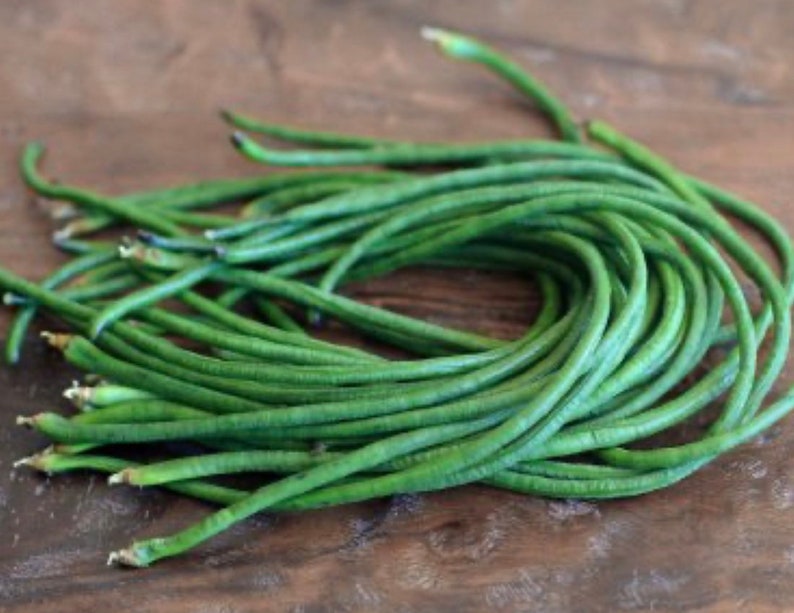 Yard Long Bean Dark Green Seeds Etsy