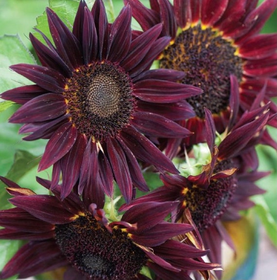 Chianti sunflower deals