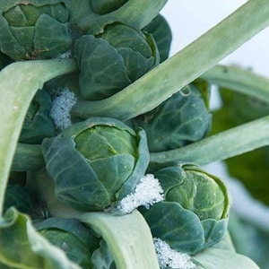 Long Island Improved Brussel Sprout Seeds (100+ Seeds)