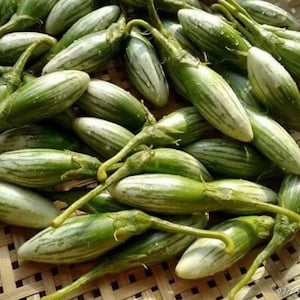 Thai Eggplant Seeds (15+ Seeds)