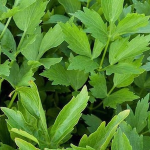 Lovage Herb Seeds (100+ Seeds )