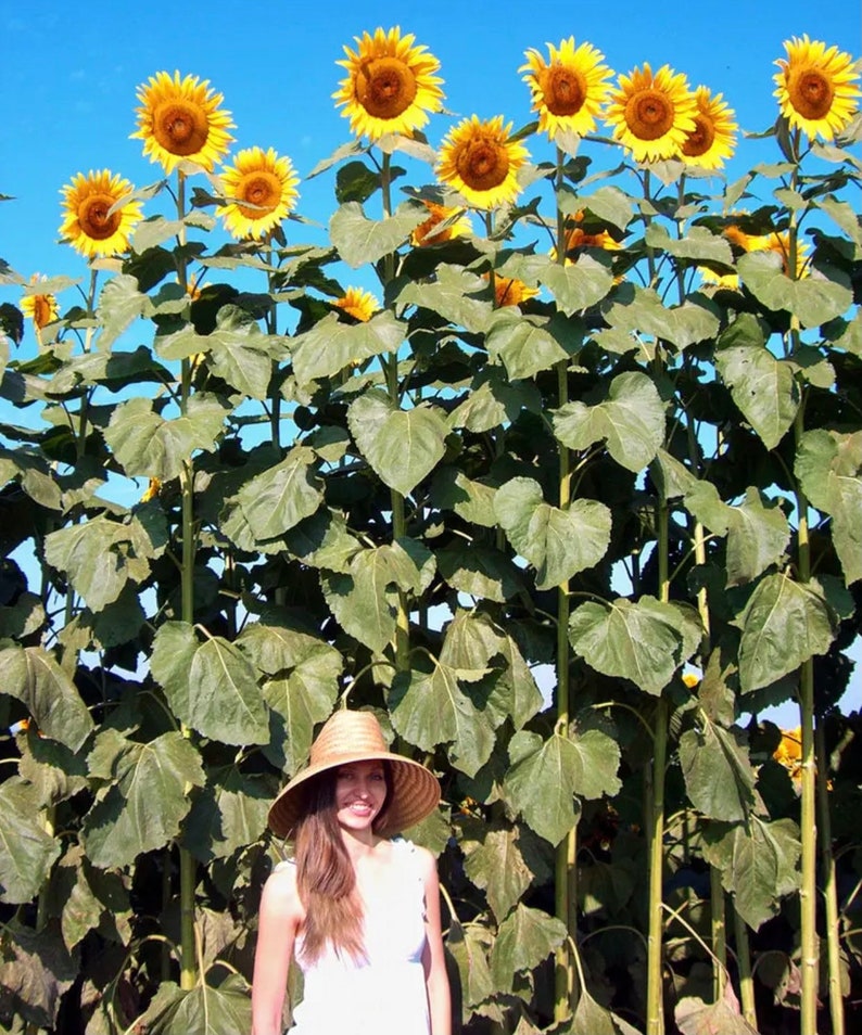 Elegant American Giant Hybrid Sunflower Images