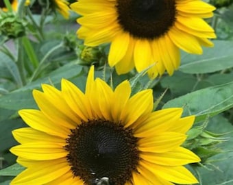Junior Dwarf Sunflower Seeds (15 Seeds)