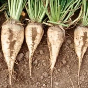 Sugar Beet Seed: Sugar Beets Fresh Seed