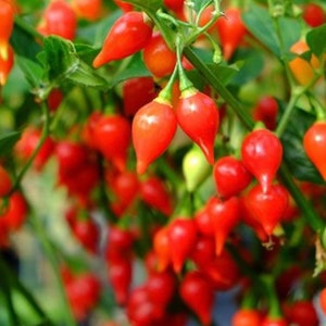Biquinho Red Pepper Seed (10+ Seeds)