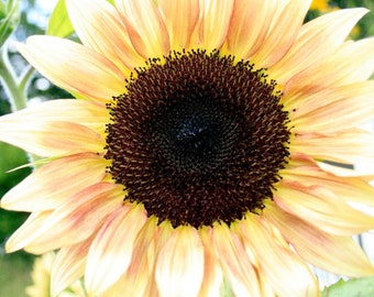 Peach Passion Sunflower Annual Seeds (15 Seeds)
