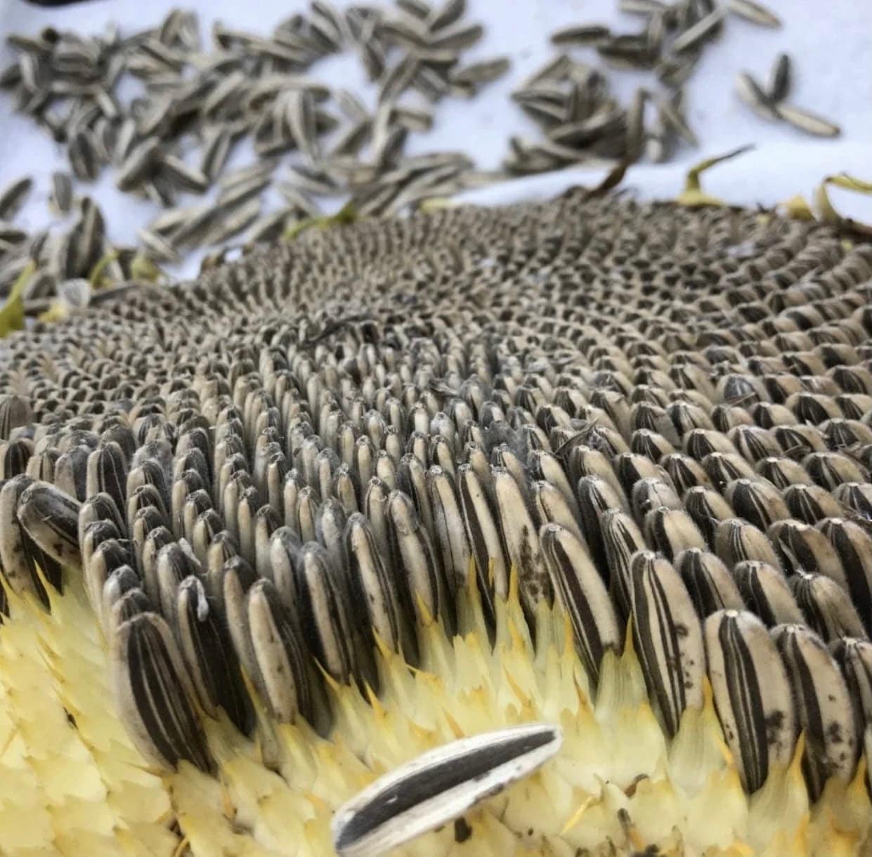 Israeli Giant Sunflower Seeds 10 Seeds Etsy UK